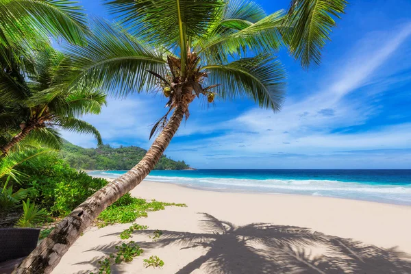 Coconut Palm Trees Sunny Beach Turquoise Sea Tropical Island Summer — Stock Photo, Image