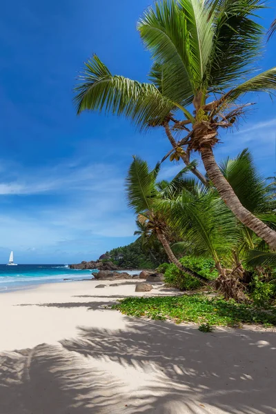 Coco palms on sunny beach and turquoise sea in Jamaica paradise island. Summer vacation and tropical beach concept.