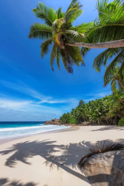 Kokosové Palmy Slunné Pláži Tyrkysové Moře Jamajském Ráji Letní Dovolená — Stock fotografie
