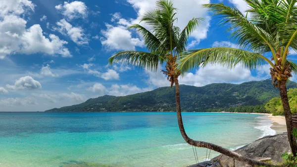 Famous Beau Vallon Beach Coconut Palm Tree Mahe Island Seychelles — Stock Photo, Image