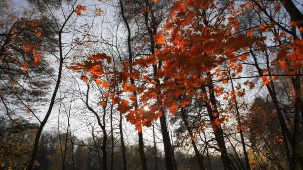 Podzimní Javory Červeným Podzimním Listím Větvích Kývajících Větru Krásná Podzimní — Stock video