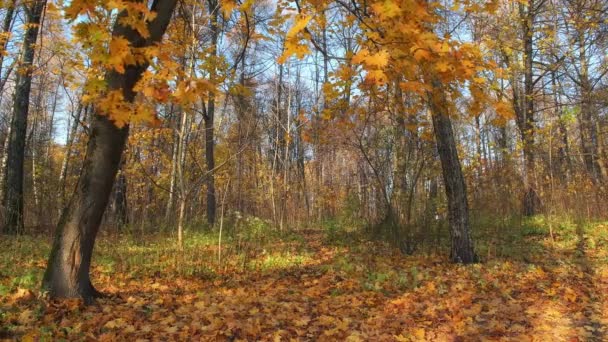 Herfstbos Esdoorn Boomstam Een Close Met Kleurrijk Gebladerte Oranje Bladeren — Stockvideo