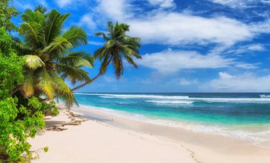 Paradise Sunny plajı, kakao palmiyeleri ve turkuaz deniz. Yaz tatili ve tropikal plaj konsepti.  