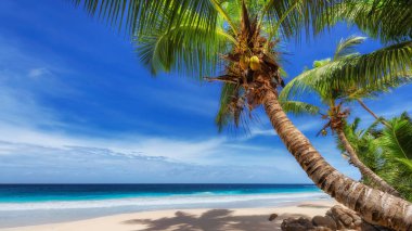 Tropical Beach. Sandy beach with palm and turquoise sea. Summer vacation and tropical beach concept.	