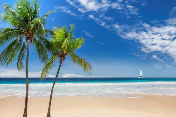 Песчаный Пляж Падизе Пальмами Лодкой Бирюзовом Море Острове Ямайка Падизе — стоковое фото