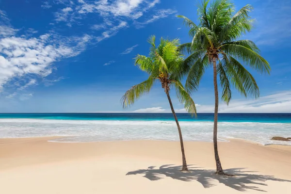 Coco palms on sunny beach and turquoise sea in Jamaica paradise island. Summer vacation and tropical beach concept.