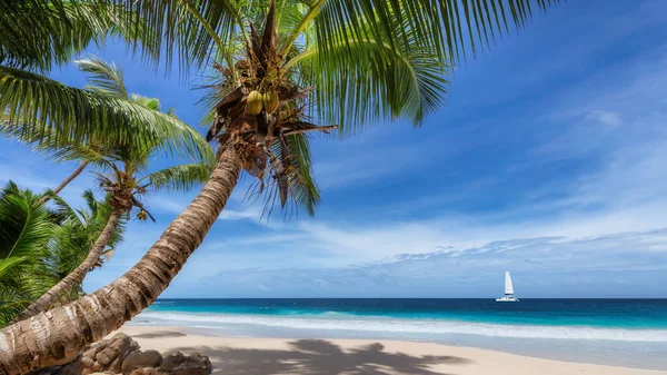 Paradise Sandy Beach Palm Sailing Boat Turquoise Sea Jamaica Paradise — Stock Photo, Image