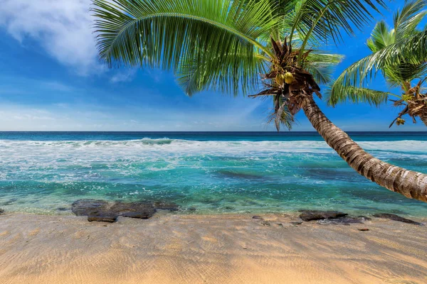 Exotisch Strand Met Kokospalmen Turquoise Oceaan Het Paradijselijke Eiland Zomervakantie — Stockfoto