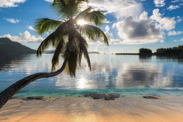 Exotic Beach Sunrise Coconut Palm Trees Turquoise Ocean Paradise Island — Stock Photo, Image