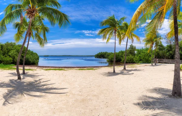 Солнечный Пляж Пальмами Карибским Морем Парке Коралловых Рифов Ларго Флорида — стоковое фото