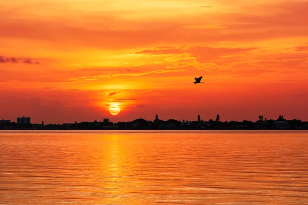 Sunset Siesta Key Beach Heron Bird Sunshine Sarasota Florida — Stock Photo, Image