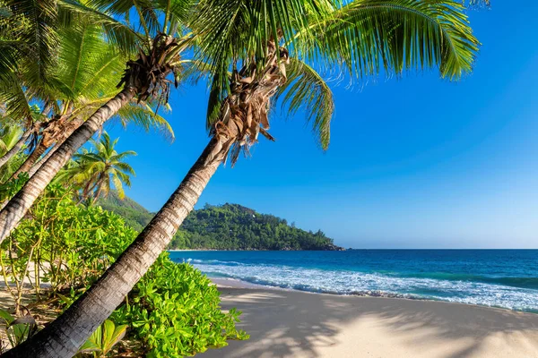 Coco Palm Sunset Beach Jamaica Caribbean Island — Stock Photo, Image