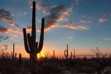 Arizona çölünde gün batımında Saguaro kaktüsü siluetiyle.