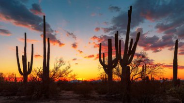 Arizona çölünde gün batımında Saguaro kaktüsü siluetiyle.