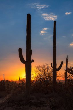 Arizona çölünde gün batımında Saguaro kaktüsü siluetiyle.
