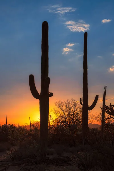 Zachód Słońca Pustyni Arizona Sylwetką Kaktusa Saguaro — Zdjęcie stockowe