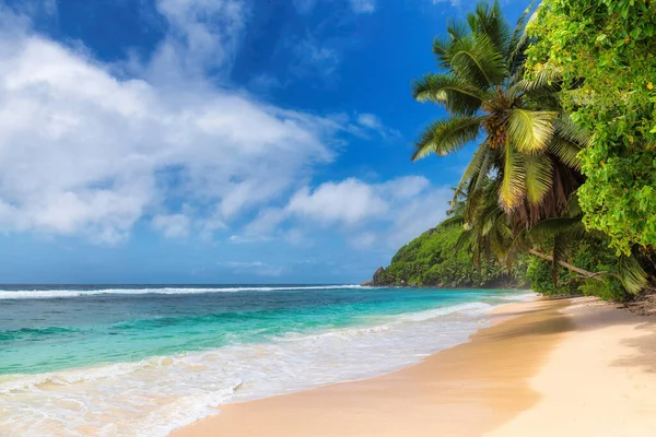 Paradise Солнечный Пляж Пальмами Бирюзовым Морем Летние Каникулы Тропический Пляж — стоковое фото