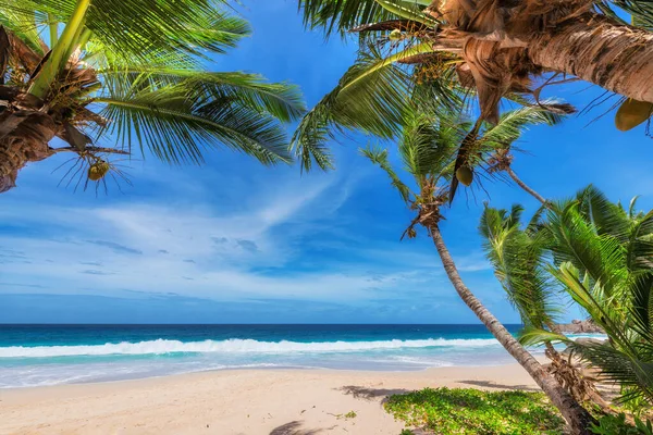 Пляж Кокосовыми Пальмами Белом Песке Голубым Океаном Голубым Небом Индийском — стоковое фото