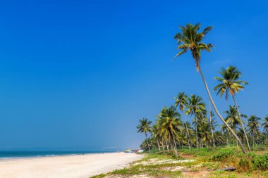 Hindistan 'da GOA' da mavi gökyüzünün altında beyaz kum ve mavi okyanus üzerinde hindistan cevizi palmiyeleri olan tropik bir sahil.