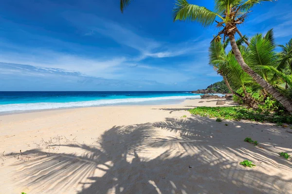 Palme Cocco Sulla Spiaggia Tropicale Esposta Sole Nell Isola Paradisiaca — Foto Stock