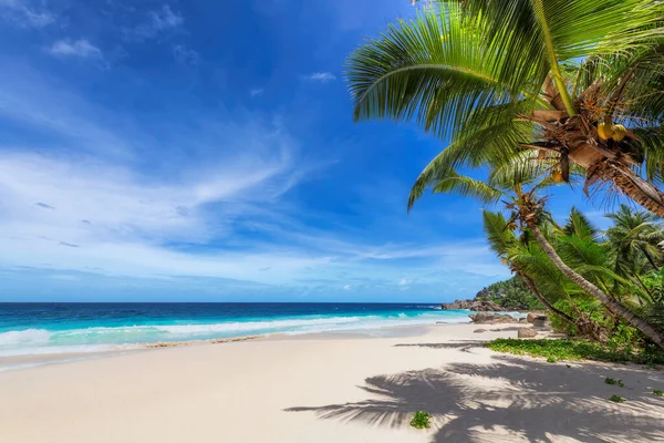 Коко Пальмы Солнечном Тропическом Пляже Райском Острове Летние Каникулы Тропический — стоковое фото