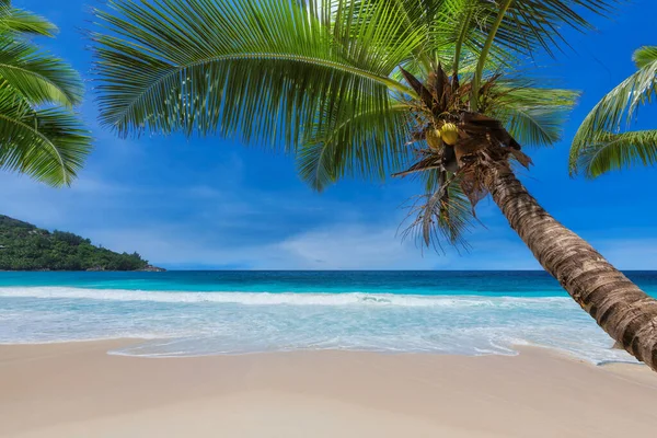 Rajská Slunečná Pláž Palmami Tyrkysovým Mořem Karibském Ostrově Letní Dovolená — Stock fotografie