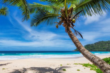 Güzel güneşli sahil, hindistan cevizi palmiyeleri ve cennet turkuaz denizi. Yaz tatili ve tropikal plaj konsepti.  