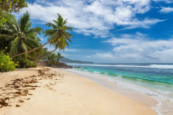 Rajská Pláž Kokosové Palmy Bílé Slunné Pláži Karibském Moři Letní — Stock fotografie