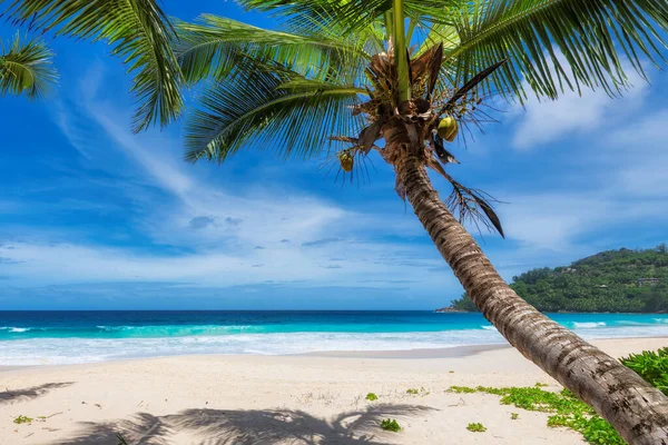 Güzel güneşli sahil, hindistan cevizi palmiyeleri ve cennet turkuaz denizi. Yaz tatili ve tropikal plaj konsepti.  