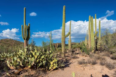 Yaz günü Saguaro Kaktüsüyle çöl Tucson, Arizona yakınlarındaki Saguaro Ulusal Parkı 'nda..