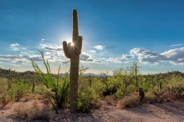 Gün batımında Saguaro Kaktüsüyle çöl Tucson, Arizona yakınlarındaki Saguaro Ulusal Parkı 'nda..