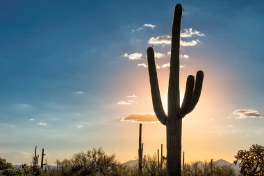 Gün batımında Saguaro Kaktüsüyle çöl Tucson, Arizona yakınlarındaki Saguaro Ulusal Parkı 'nda..