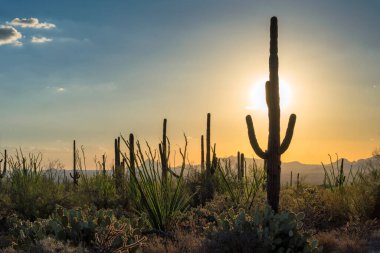 Gün batımında Saguaro Kaktüsüyle çöl Tucson, Arizona yakınlarındaki Saguaro Ulusal Parkı 'nda..