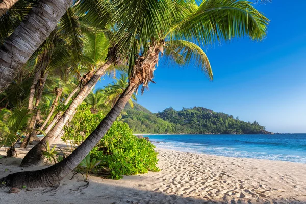 Coco Palms Sunny Beach Turquoise Sea Sunset Paradise Island Summer — Stock Photo, Image