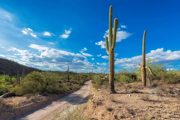 Arizona Yolculuk Saguaro Ulusal Parkı Ndaki Manzaralı Çöl Yolu Tucson — Stok fotoğraf