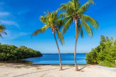 Florida Keys 'te tropik bir sahilde palmiye ağaçları.