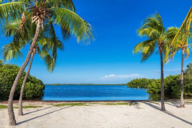 Florida Keys 'te tropik bir sahilde palmiye ağaçları.