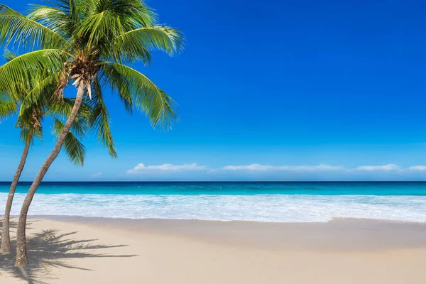 Hermosa Playa Con Palmeras Coco Mar Turquesa Paradise Caribbean Island — Foto de Stock