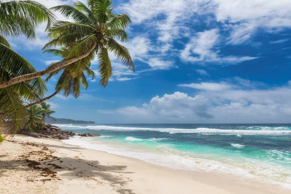 Tropikalna Piaszczysta Plaża Palmami Kokosowymi Turkusowym Morzem Karaibskiej Wyspie — Zdjęcie stockowe