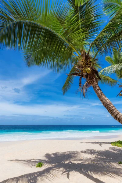 Tropical White Sand Beach Coco Palms Turquoise Sea Caribbean Island — Stock Photo, Image