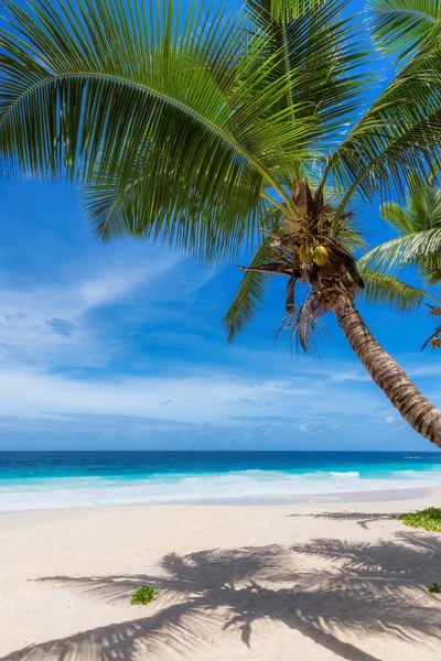 Playa Tropical Arena Blanca Con Palmeras Coco Mar Turquesa Isla — Foto de Stock