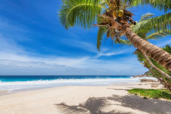 Rajska Piaszczysta Plaża Palmami Turkusowym Morzem Wyspie Jamajka Paradise — Zdjęcie stockowe