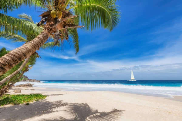 Cennet Gibi Kumlu Bir Sahil Palmiyeli Jamaika Cennet Adası Ndaki — Stok fotoğraf