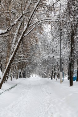 Kış ormanlarındaki Karlı Yol kış parkında karla kaplı, arka plan.