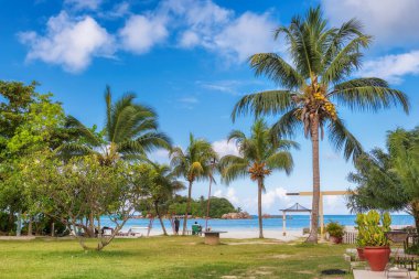 Praslin Adası, Seyşeller 'deki güzel turist plajında palmiye ağaçları