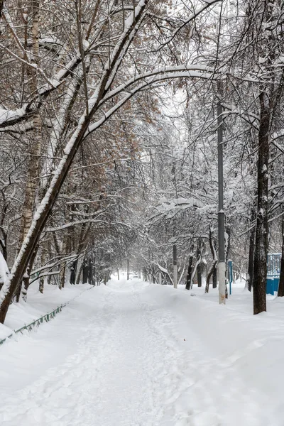 Kış ormanlarındaki Karlı Yol kış parkında karla kaplı, arka plan.