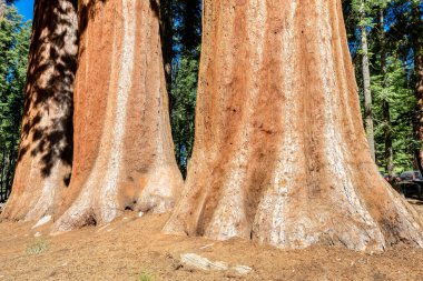Dev Sekoya ağaçları Sequoia Ulusal Parkı'nda