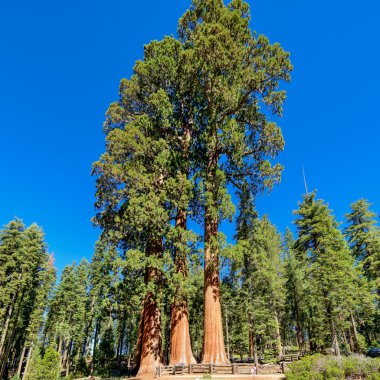 Giant sequoia trees in Sequoia National Park clipart