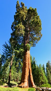 Giant sequoia trees in Sequoia National Park clipart