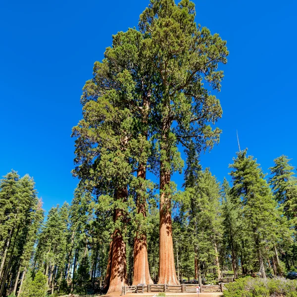 Óriás sequoia fák a Sequoia Nemzeti Park — Stock Fotó